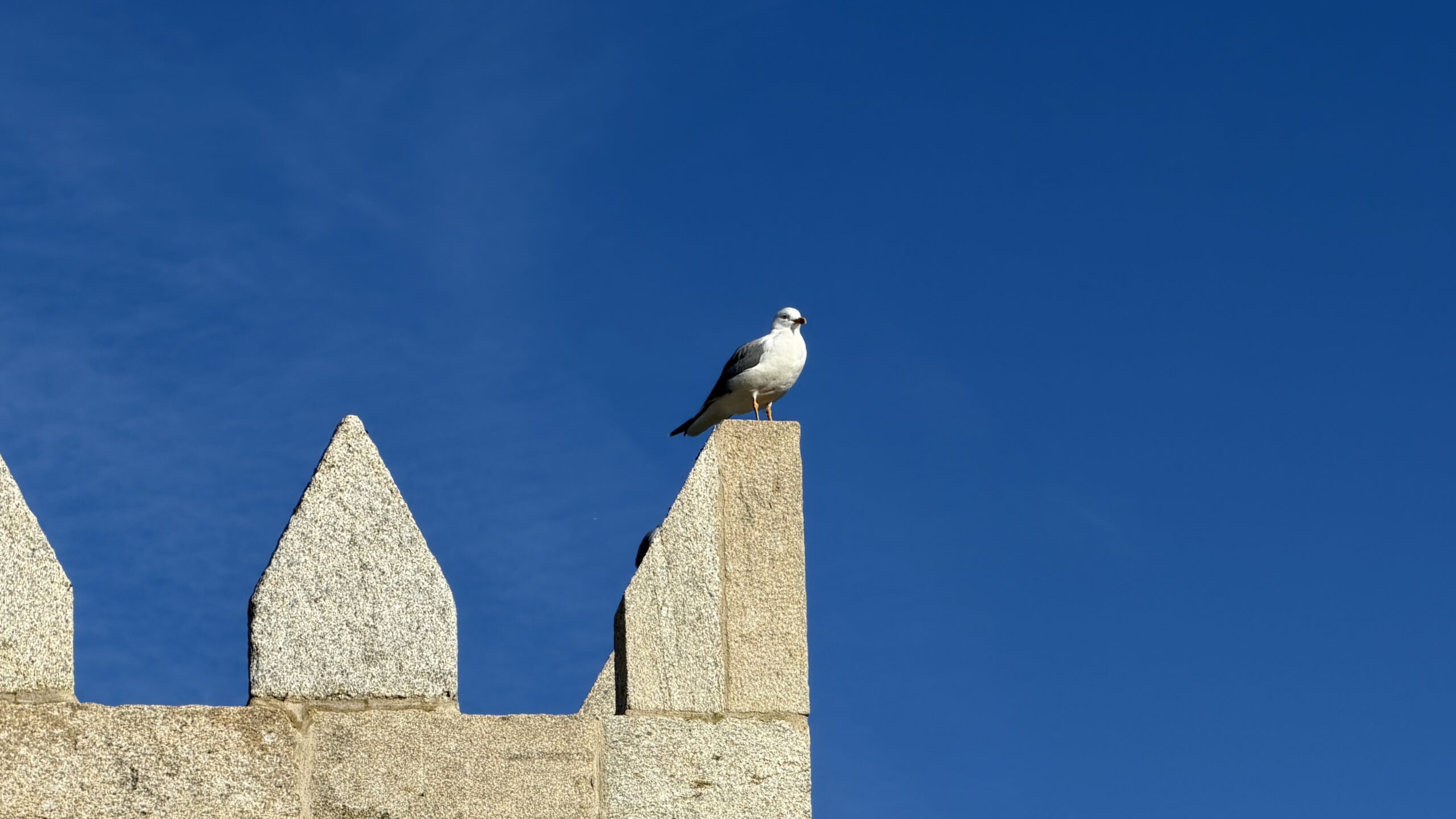 Momo Baiona Gastrobar